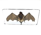 Bat Specimens Science Classroom Specimen for