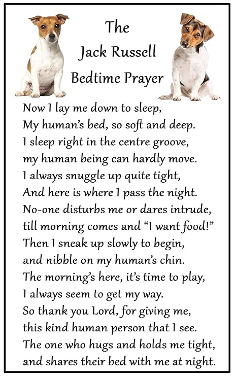 Fridge Magnets Imanes de Nevera Jack Russell Terrier, Regalo para ...