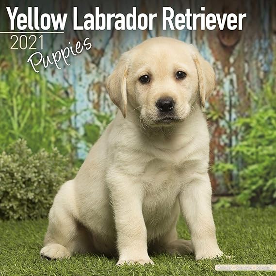 Amazon Com Labrador Retriever Puppies Calendar 2021 Yellow Dog Breed Calendar Wall Calendar 2020 2021 Office Products 2021 akc labrador calendar