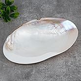QEQEKAKA 11" Natural Seashell Decorative Bowl (Note: A base is required.) Extra Large Polishing Clam Shell Bowl for Crafts & Coastal Nautical Home,Beach Party Wedding Shell Home Decor