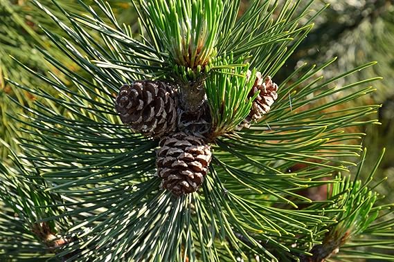 Schlangenhautkiefer Pinus leucodermis 70 Samen