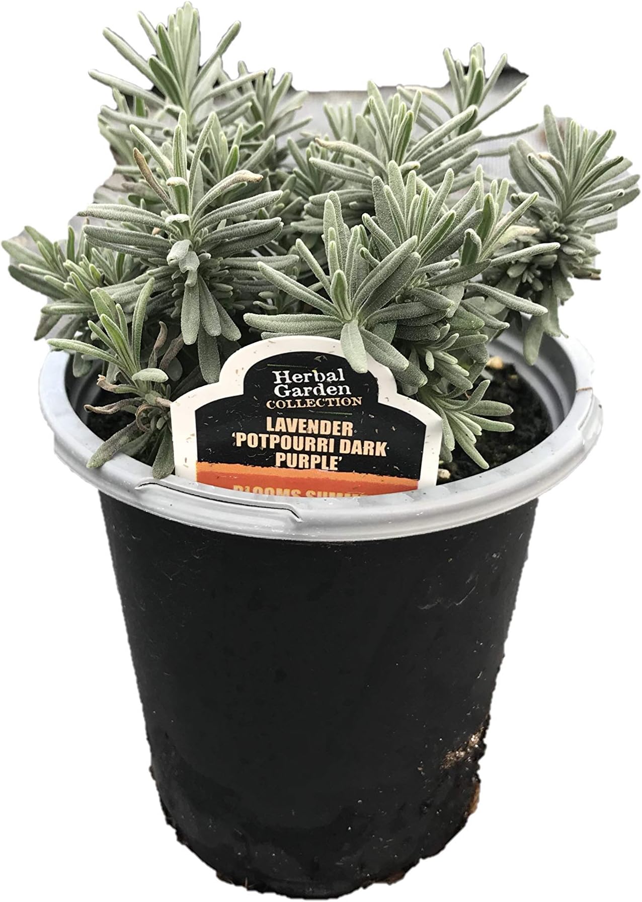 4.5" Herb - Lavender Dark Purple