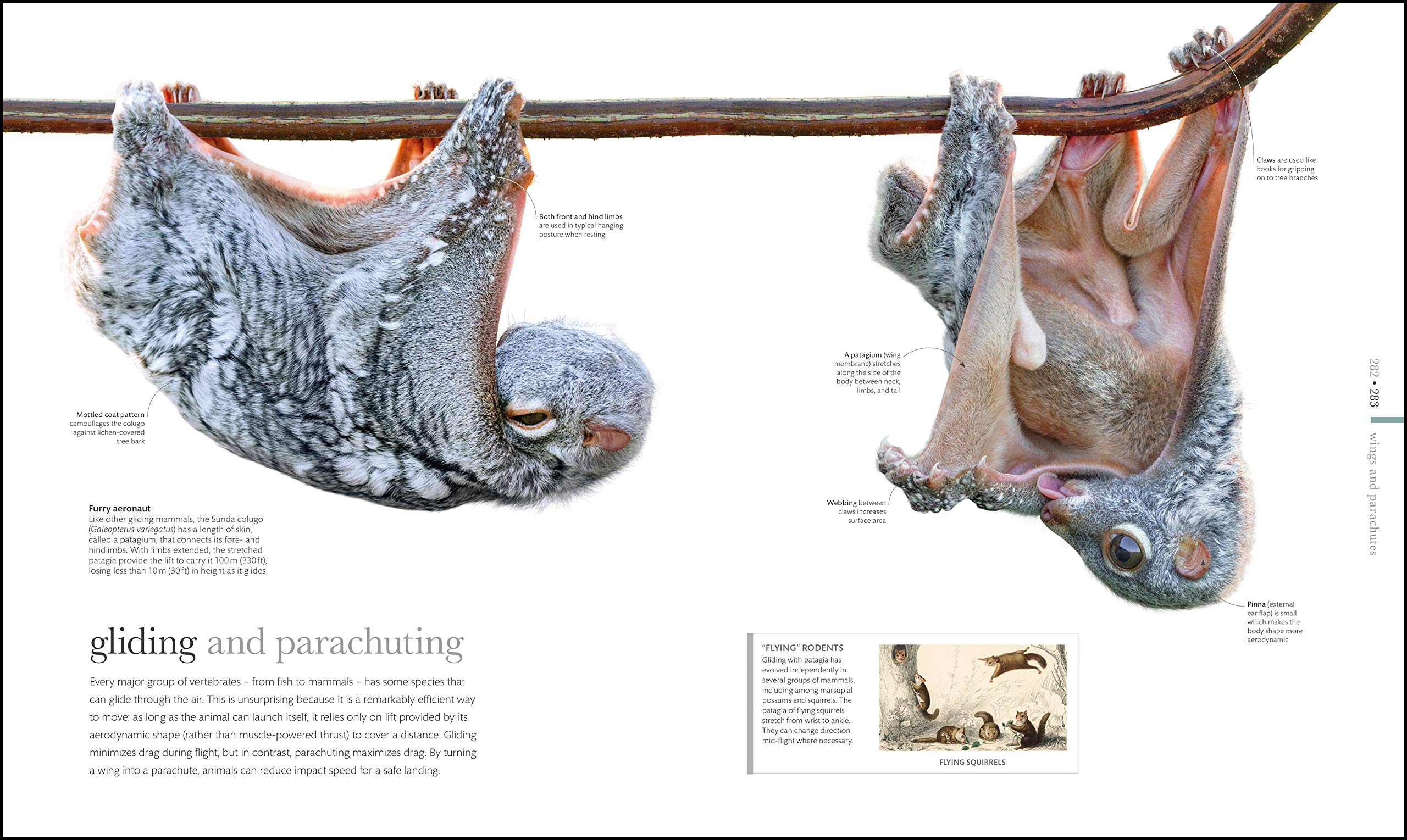 The Science of Animals: From molluscs to mammals