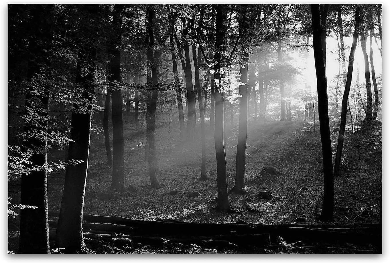 Startonight Glass Wall Art Acrylic Decor Black and White Morning in the Forest, 60 x 90 cm the Ultimate Wall Art