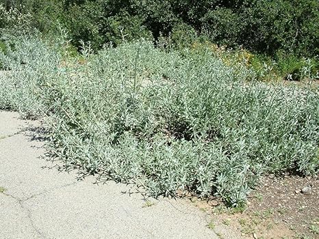 Amazon Co Jp 発芽seeds 700種 サルビアアピアナ ホワイトセージ W Tracking ホーム キッチン