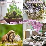 Riare 500g Sphagnum Moss Long Fibered for Plants Orchids Terrariums view 6