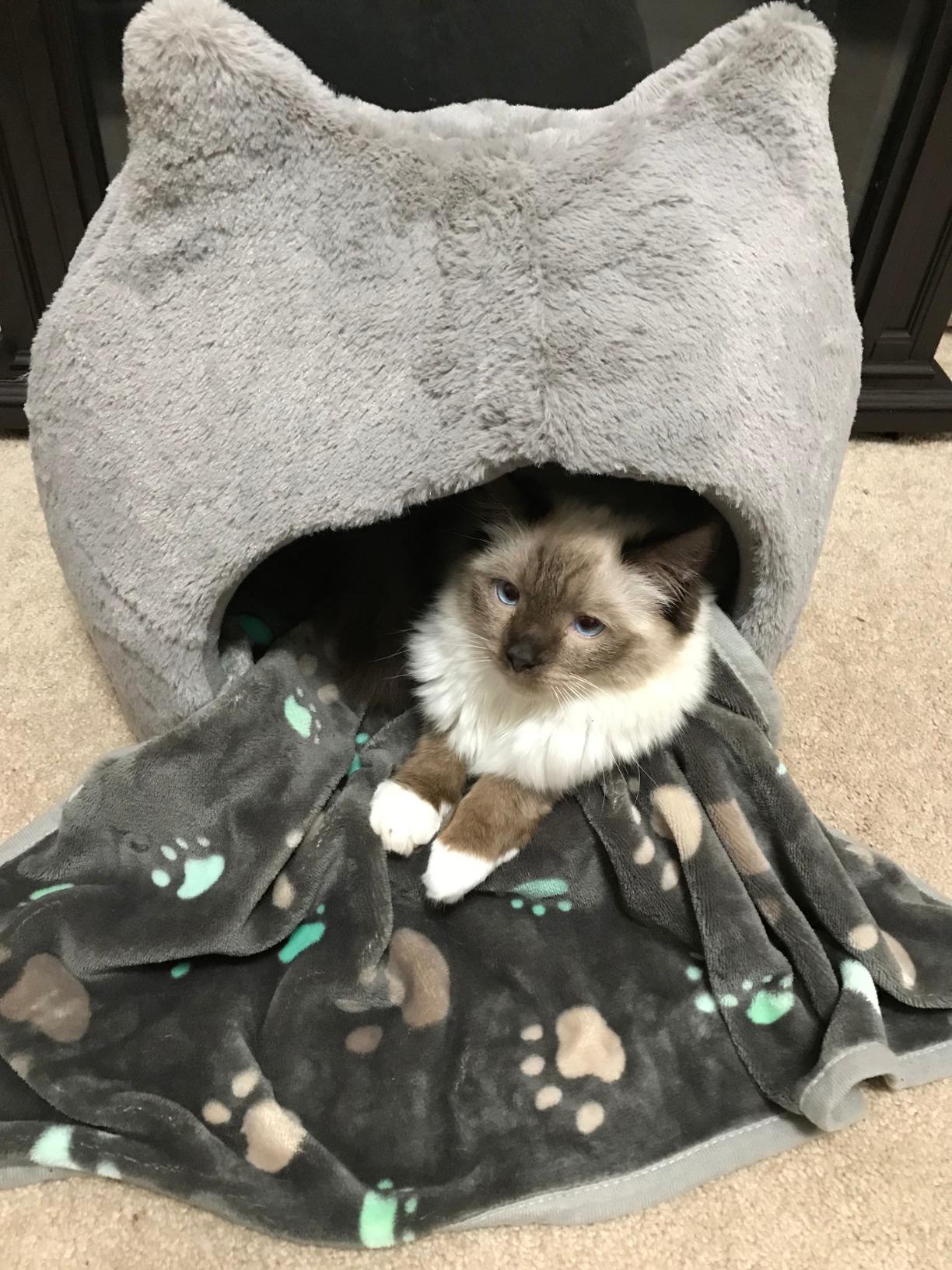 best friends by sheri meow hut