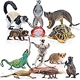 TOYMANY 12PCS Madagascar Animal Figurines, Realistic Forest Animals Figures, Jungle Zoo Animal Figure Set Includes Lemur Tort