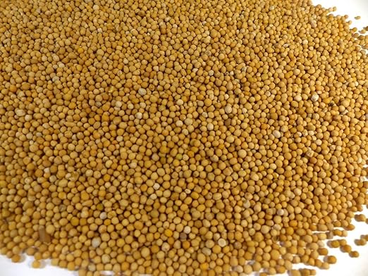 Senfkörner goldgelb ganz Naturideen® 100g: Amazon.de: Lebensmittel