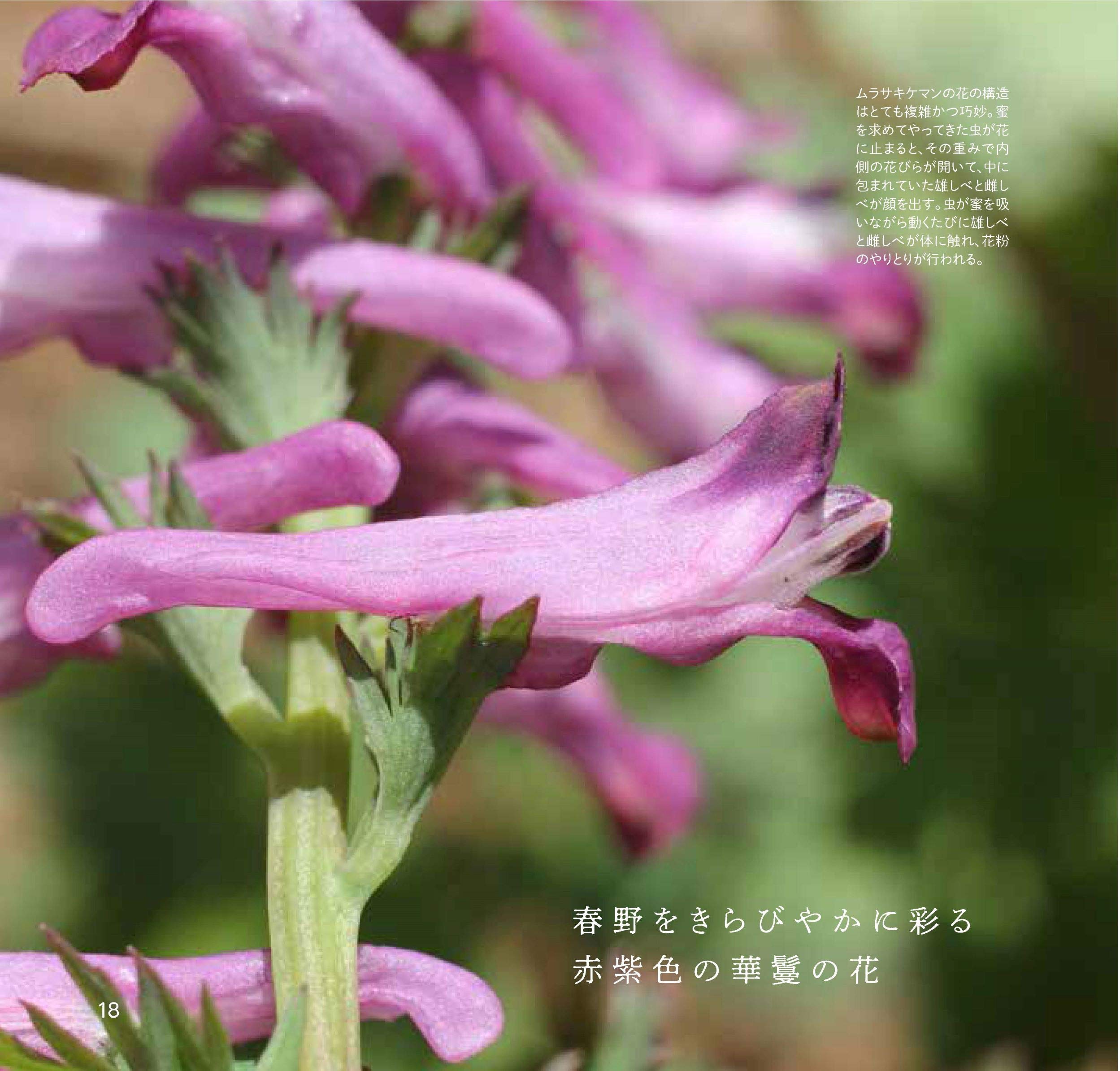 野の花 拡大図鑑 道ばたに咲く花たちの美しくて不思議なカタチ 岩槻 秀明 本 通販 Amazon