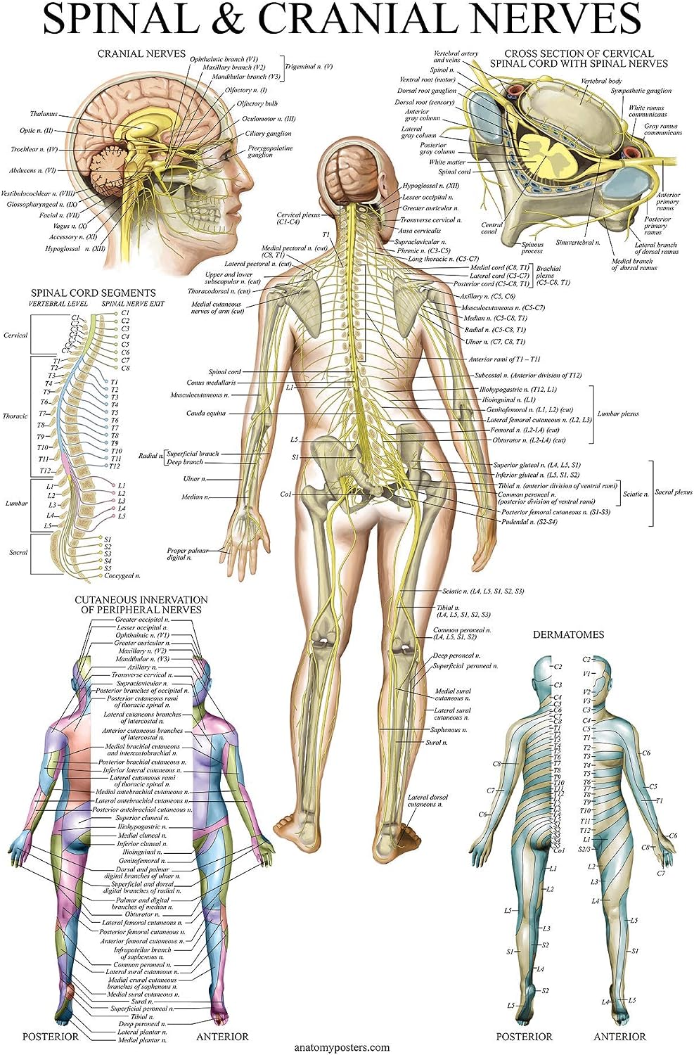 Palace Learning Spinal Nerves Anatomical Chart Spine And Cranial Nervous System Anatomy Poster With Dermatones Laminated 18 X 27 Amazon Ca Generic
