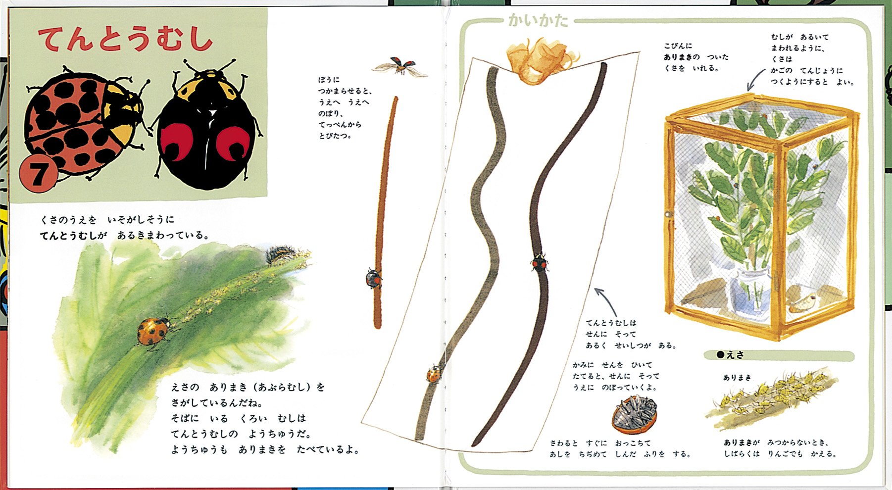 Amazon Com ぼくのわたしのこんちゅうえん かがくのとも傑作集 どきどき しぜん Toshiki Kobayashi Rotoi Tsuda Libros