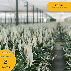 Costa Farms Peace Lily, Live Indoor Plant with