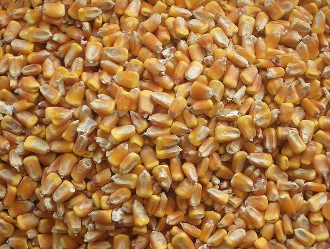 Bulk Whole Corn For Wildlife Feeding (1, 10 Pounds