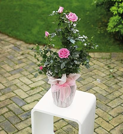 mum in a million rose marks and spencer