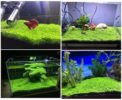 Pack Aquarium Plant Small Leaf Plant not Artificial Plastic