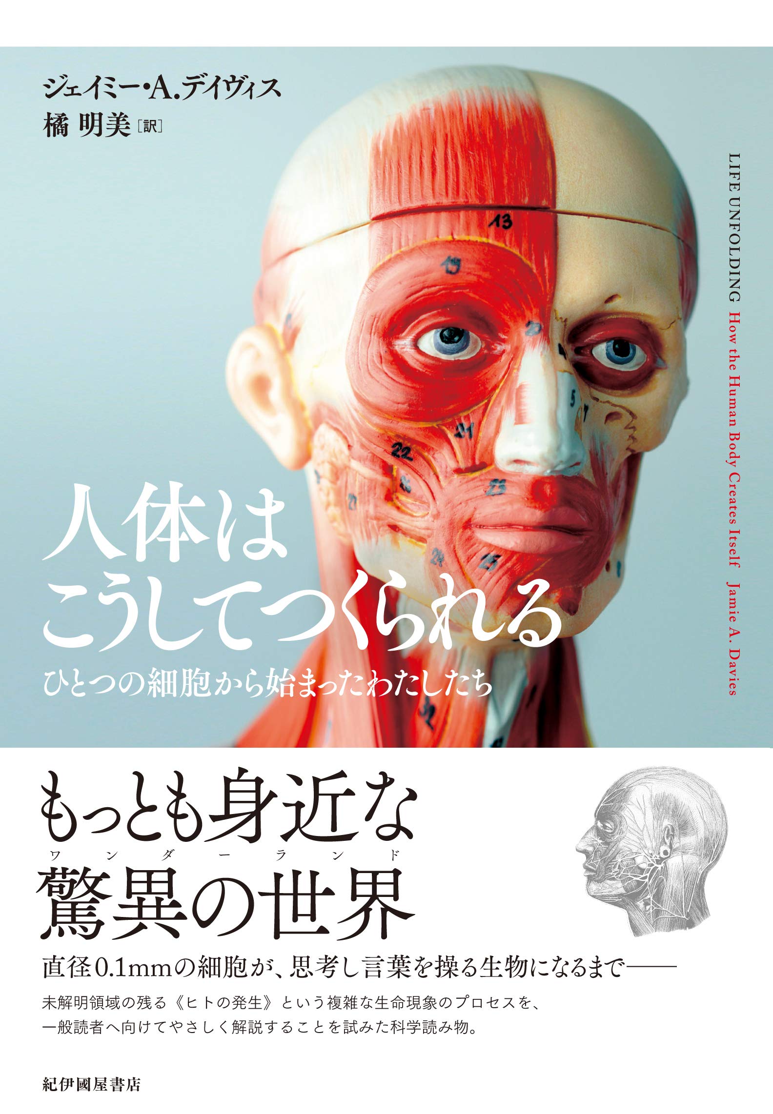 人体はこうしてつくられる ひとつの細胞から始まったわたしたち ジェイミー A デイヴィス 橘 明美 本 通販 Amazon