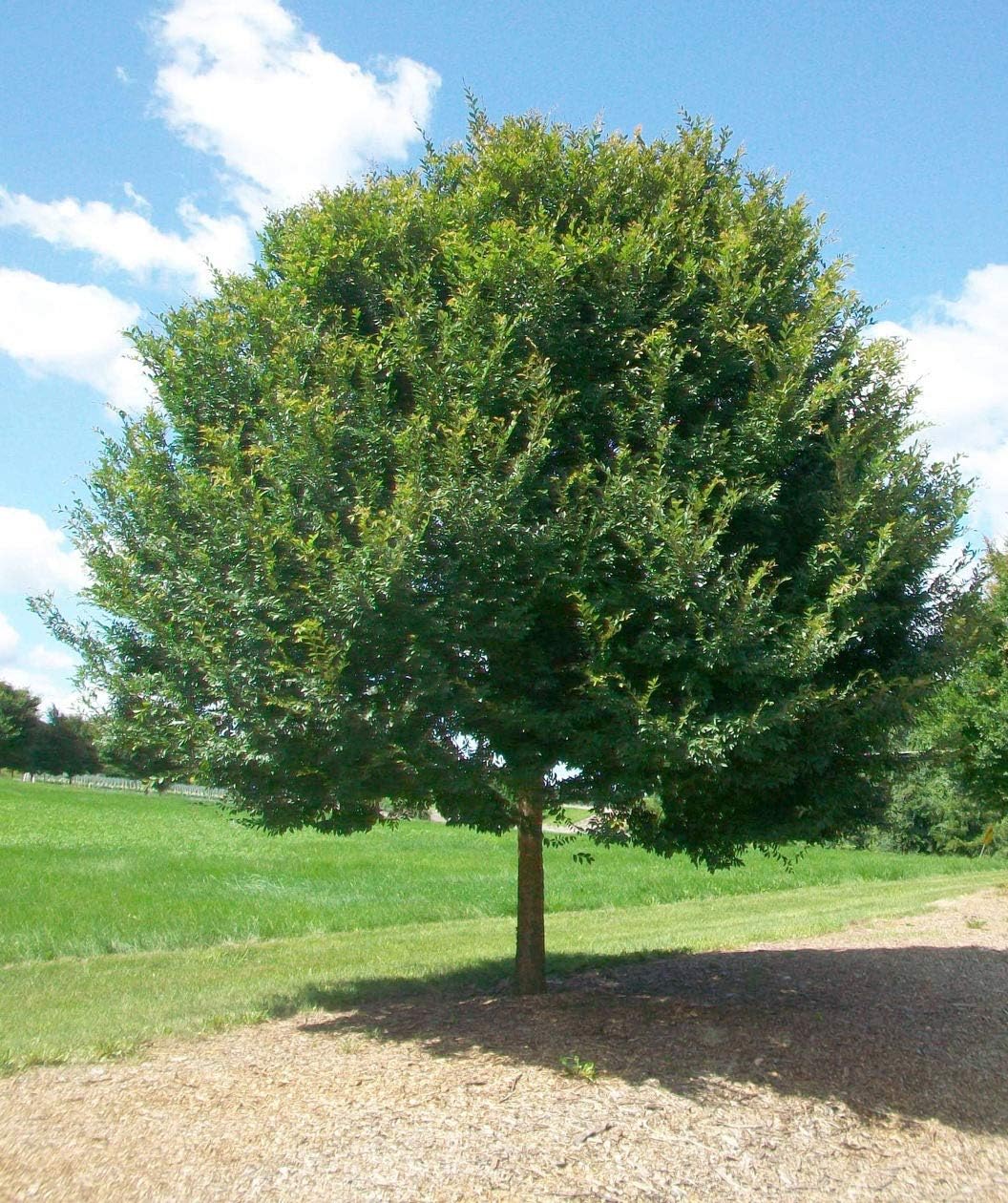 Lacebark Elm Tree (Bare-Root)(8-14")(Ulmus parvifolia)