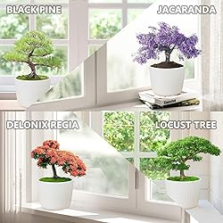 Bonsai Tree Kit for Beginners, DIY Growing Kits