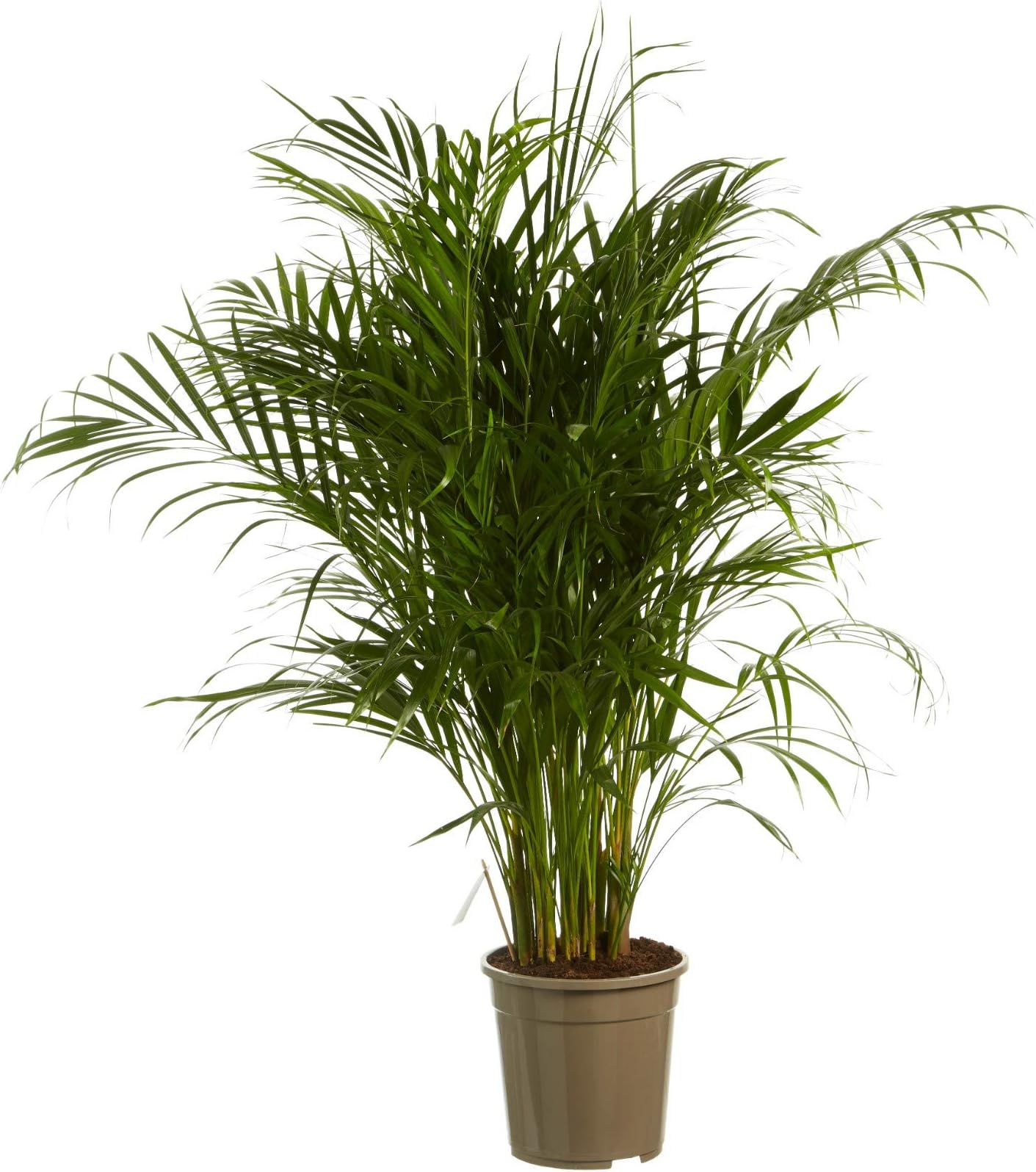Indoor Plant from Botanicly – Gold Palm – Height: 125 cm – Dypsis lutescens