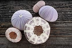 Sea Urchins Shells for Air Plants - 5 Assorted