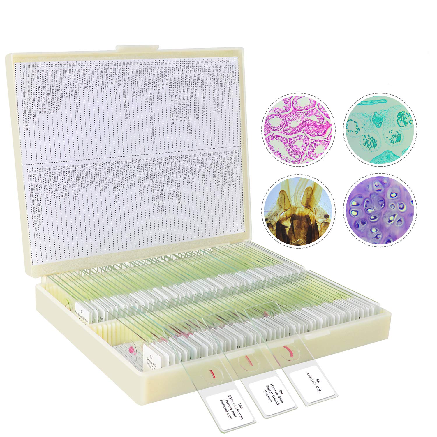 100PCS Prepared Microscope Slides Specimen Animals Insects Plants Human Tissue for Kids Children Students Enlighten Education