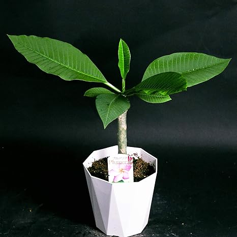 Amazon ギフト プルメリアの鉢植え 色おまかせ ラッピングしてお届け 鉢花 鉢植え ハワイアン フラダンス トロピカル フラワーギフト 父の日 サマーギフト 開店祝い 新築祝い 誕生日祝い Primeお急ぎ便 プルメリア 5寸 観葉植物 オンライン通販 Amazon ギフト プルメリアの鉢植え 色おまかせ ラッピングしてお届け 鉢花 鉢植え ハワイアン フラダンス トロピカル フラワーギフト 父の日 サマーギフト 開店祝い 新築祝い 誕生日祝い Primeお急ぎ便 プルメリア 5寸 観葉植物 オンライン通販