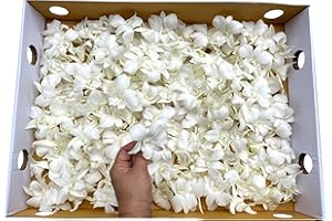 Miami Fresh Orchid Flower OrchidClub USA Sunne Tropical Loose Bloom Head DIY Lei food drink decoration (200 WHITE)