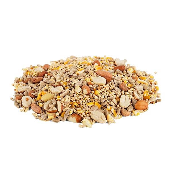 MORNING SONG CLEAN & FREE SHELL FREE WILD BIRD FOOD, PREMIUM NO MESS BIRD SEED FOR OUTSIDE FEEDERS, 10-POUND BAG