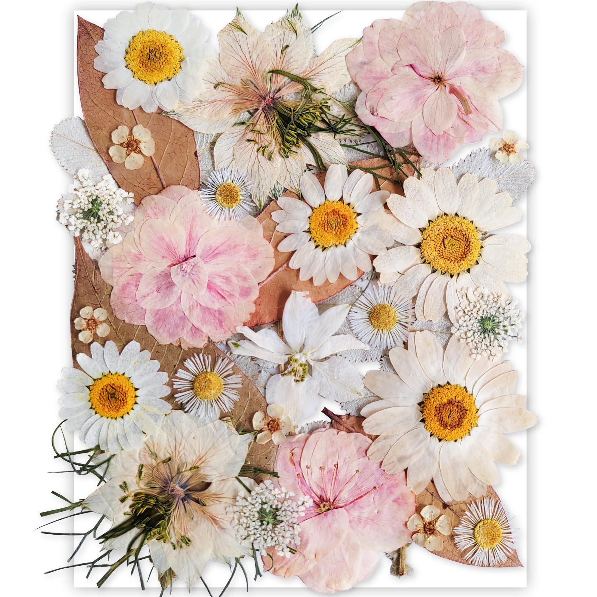 YoothBro White Dried Pressed Flowers for Resin Molds,Real Natural Pressed Flowers for DIY Art Crafts,Candle Making, Nails Décor,Soap Making, Phone Case