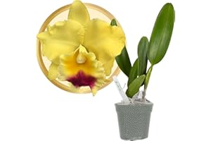 Better-GRO Cattleya Hybrid RLC. Goldenzelle 'Lemon Chiffon’, 4" Live Plant, Blooms in 6-12 Months with Proper Care, Yellow and Pink Lip, Fragrant, Hand-Selected by Master Growers