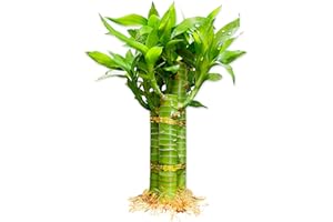 YAGALIGA 3 Stalks Lucky Bamboo Plants Indoor Live - Multi-Height Set (2x6“ & 1x8”) for Good Luck & Prosperity - Easy Care Houseplant, Home Office Decor Gift Ready