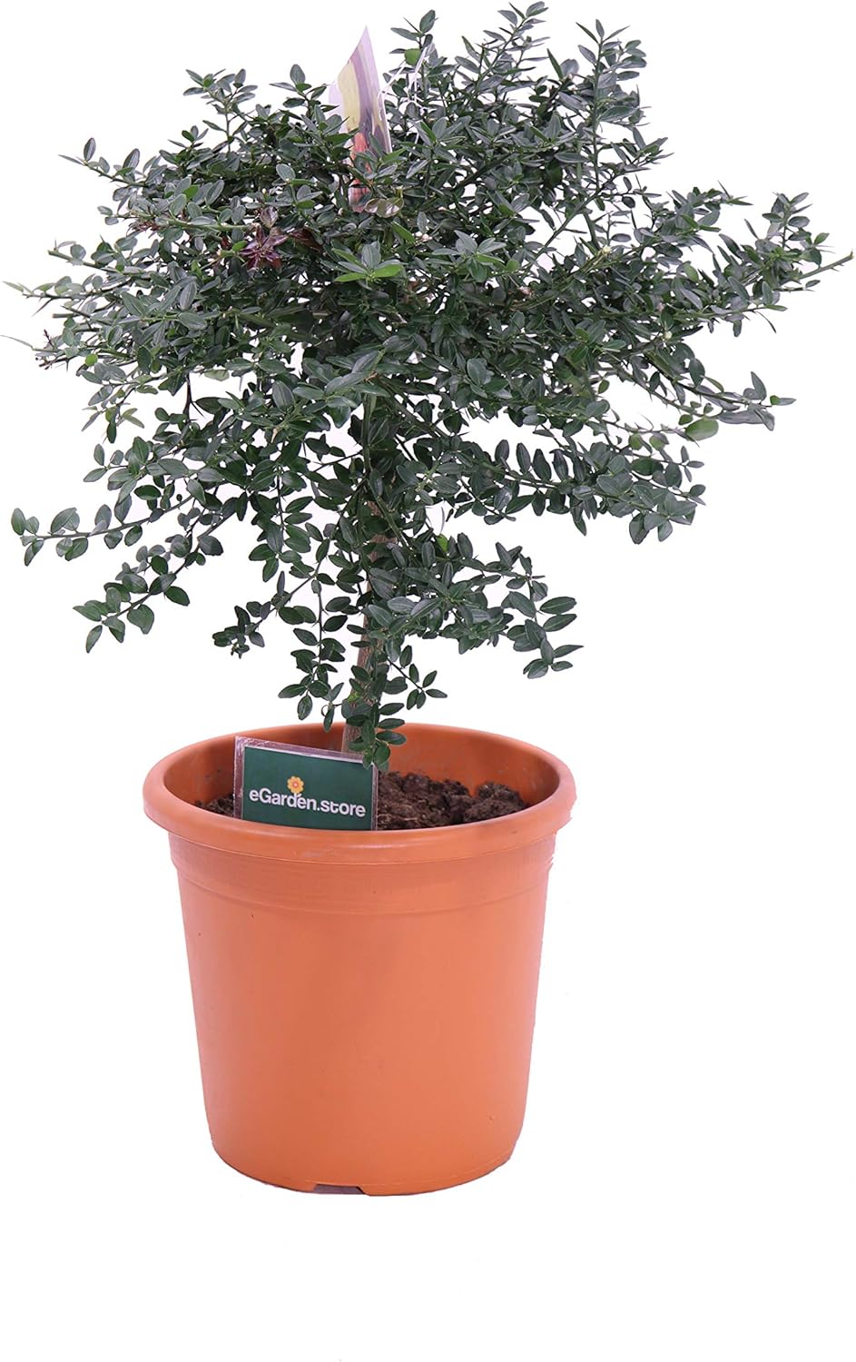 Albero Nano Di Limone Caviale Frutto Rosso Pianta Di Limone Caviale Rosso Pianta Nana Eta 4 Anni Pianta Vera Venduta Da Egarden Store Utensili Per Il Giardinaggio Vasi E Accessori Per Piante Bepco Ee