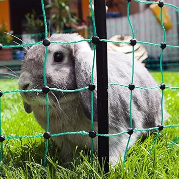 cloture electrique rongeur