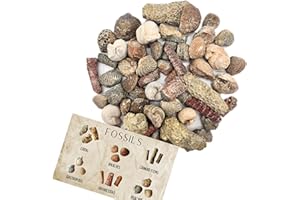 SLUICEBOY PROSPECTING Fossil Mix | 1/2 lb Bag of Genuine Fossils | Ammonites Crinoids Brachiopods Orthoceras & More! Fossil Dig Dinosaur Party Favors