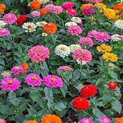 Back to the Roots 100% Organic Seed Packet - Zinnia