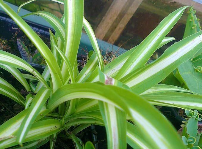 Chlorophytum �Spider Plant� (712cm) Amazon.co.uk Garden