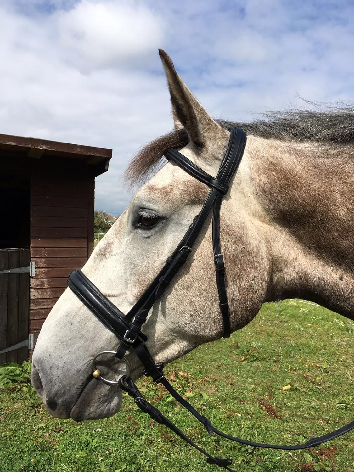 Heavy Horse Draught Warmblood Shire Draft Comfort Crank Cavesson X Full