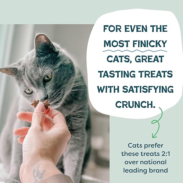 SHAMELESS PETS CRUNCHY CAT TREATS – CATNIP TREATS FOR CATS WITH DIGESTIVE SUPPORT, NATURAL INGREDIENTS KITTEN TREATS WITH REAL CHICKEN, HEALTHY FLAVORED FELINE SNACKS – CATNIP N CHILL, 3-PK