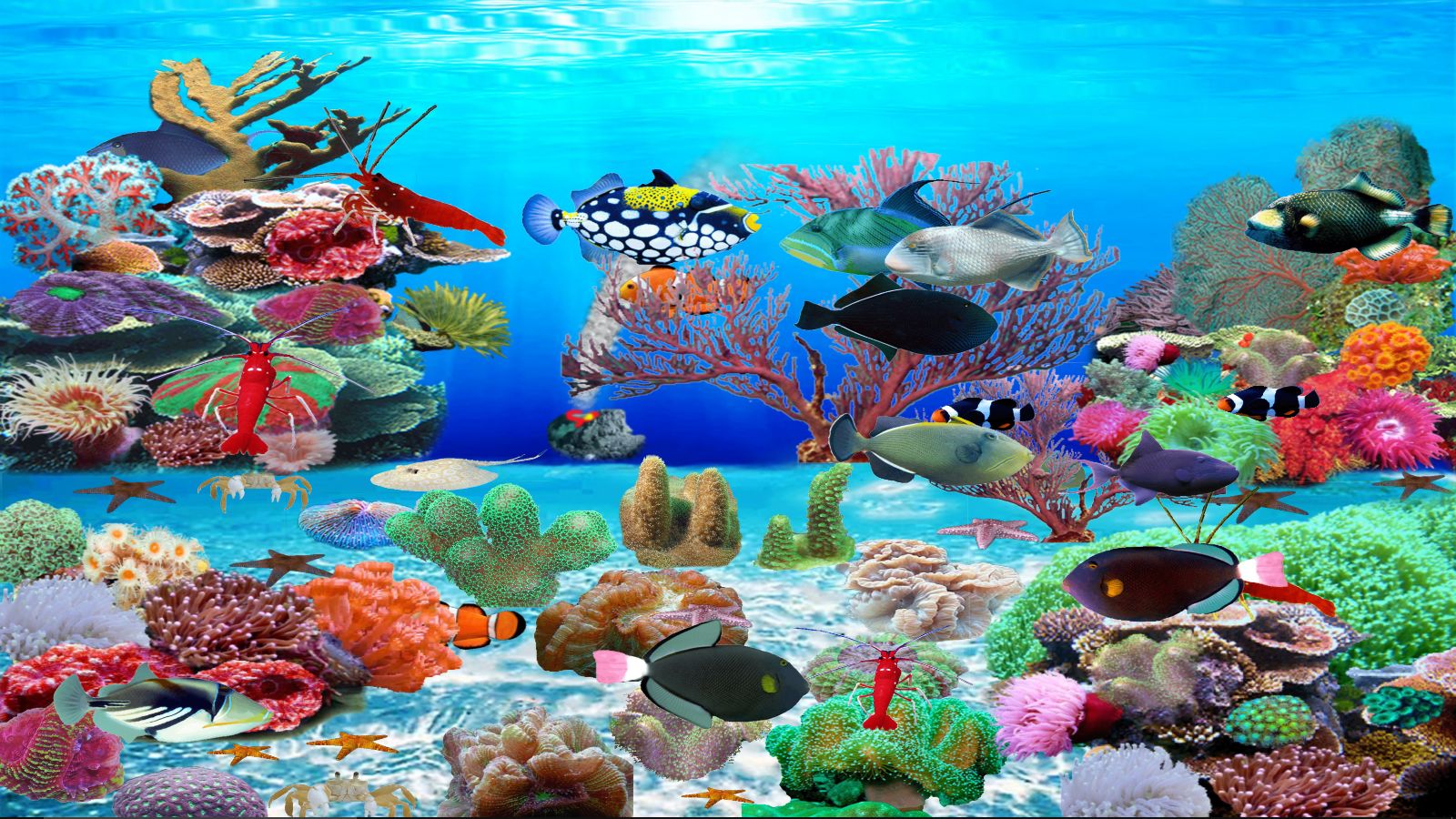 Trigger Fish Screen Saver [Download] - Thumbnail 4