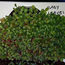 Huerto Urbano - Seed Box Kids - Batlle: Amazon.es: Jardín