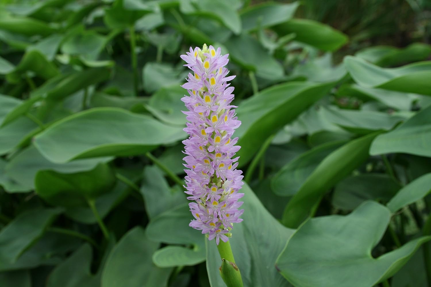 POND PLANT PICKEREL, PINK Garden & Outdoor