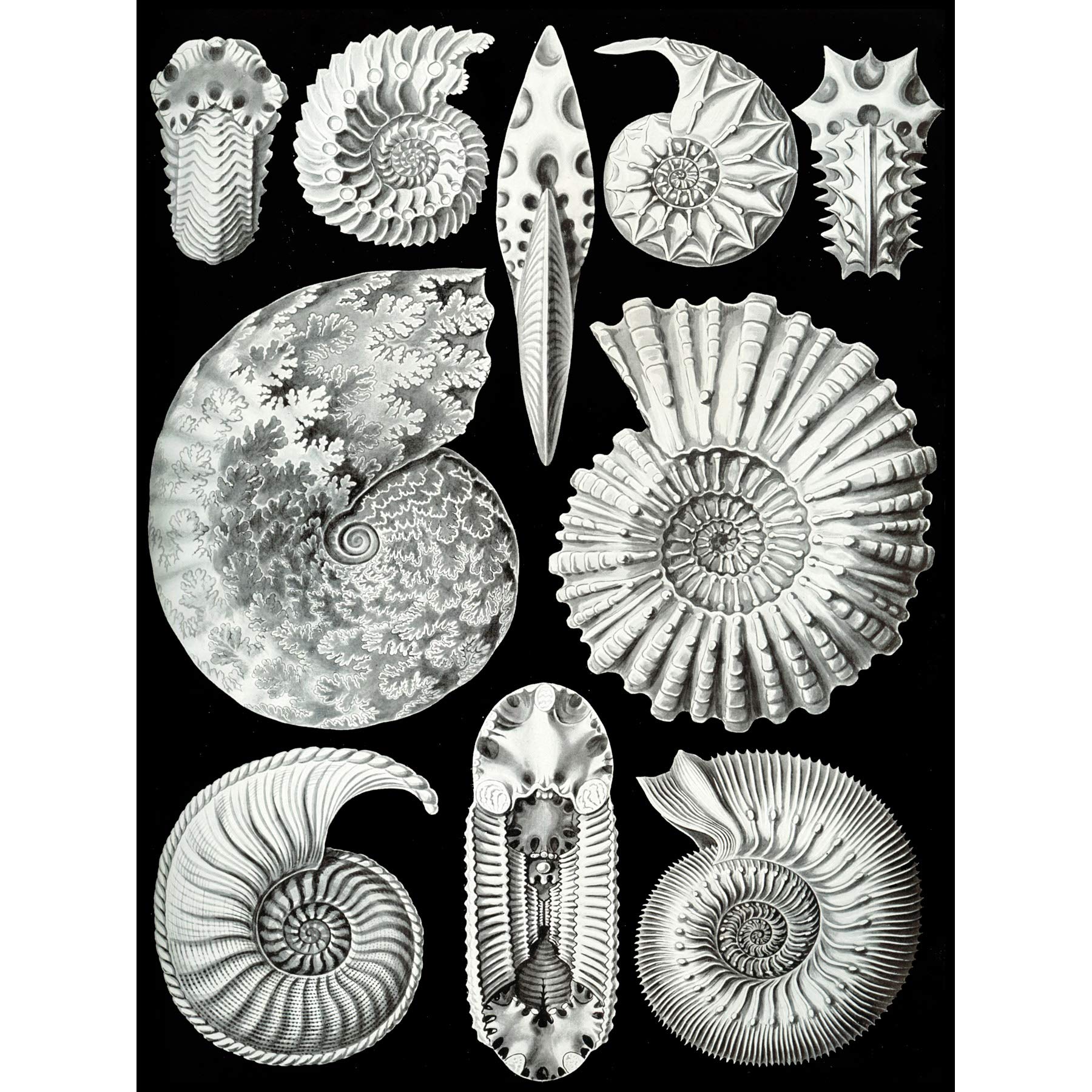 Wee Blue Coo Plate Ernst Haeckel Kunstformen Der Natur Ammonites Canvas Print