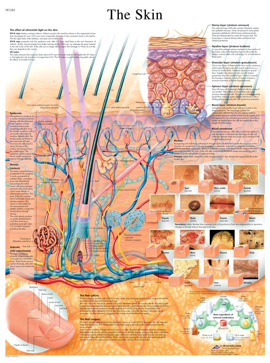 3B Scientific The Skin Chart Laminated Version, 1001512
