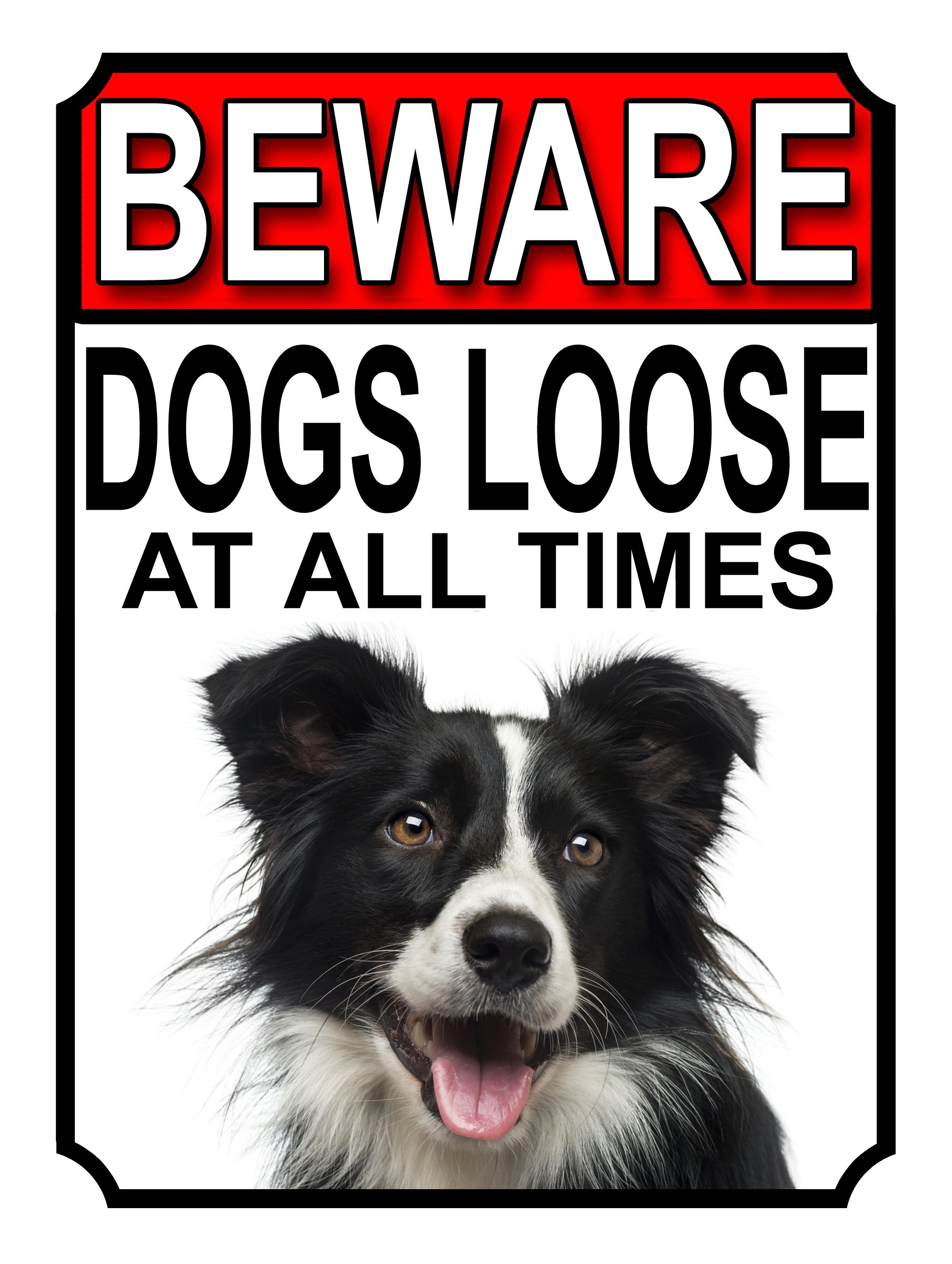 SHAWPRINT BEWARE DOGS LOOSE AT ALL TIMES METAL SIGN BORDER COLLIE 200MM X 150MM (980H1)