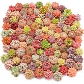 12 Assorted Bare Root Succulent Live Plants Random Variety Pack | Includes 12 randomly selected 0.5&ndash;1 inch succulents shipped bare root without soil or pot for easy planting and display