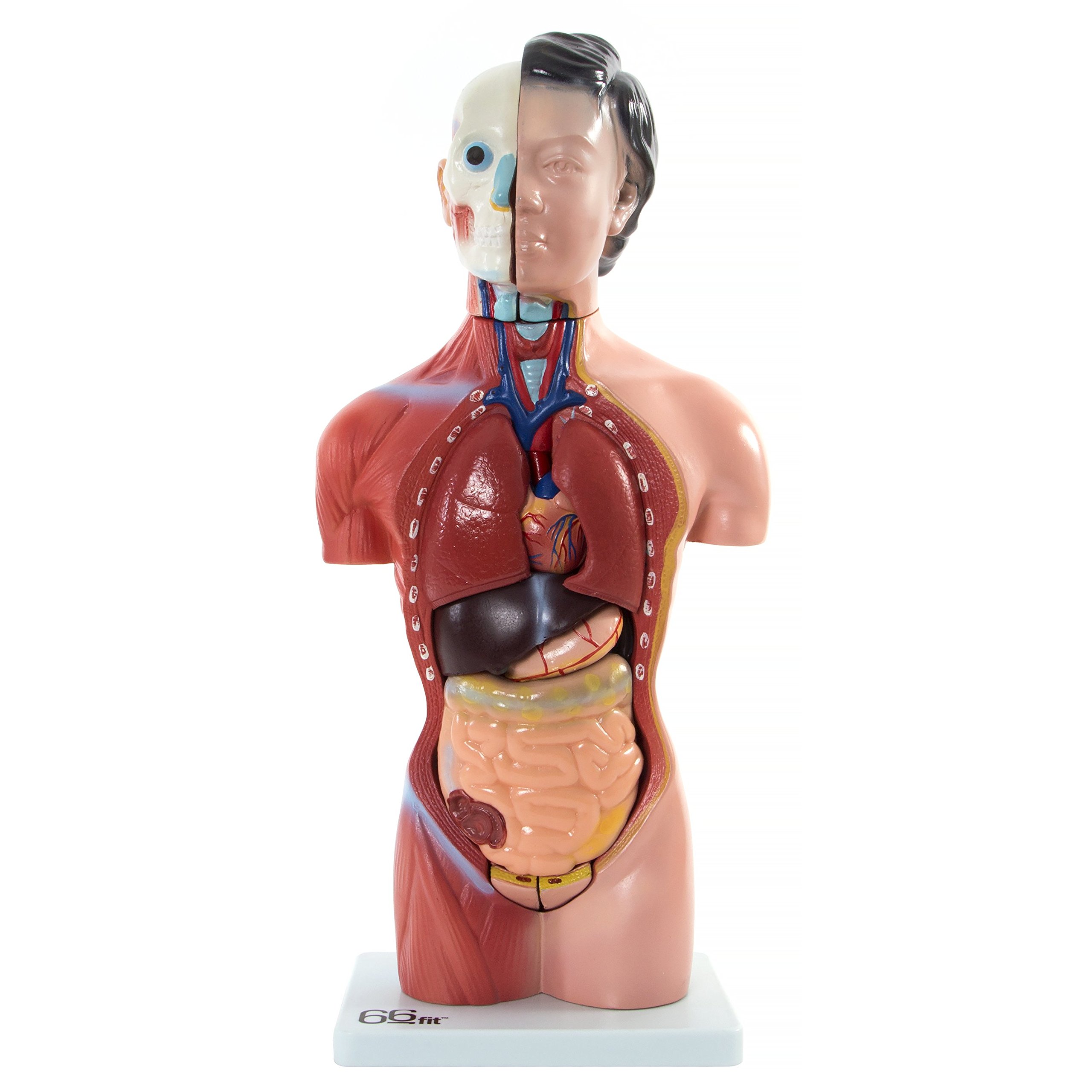 66fit Unisex Torso pack Of 15 , Multi-Colour, 42 cm UK