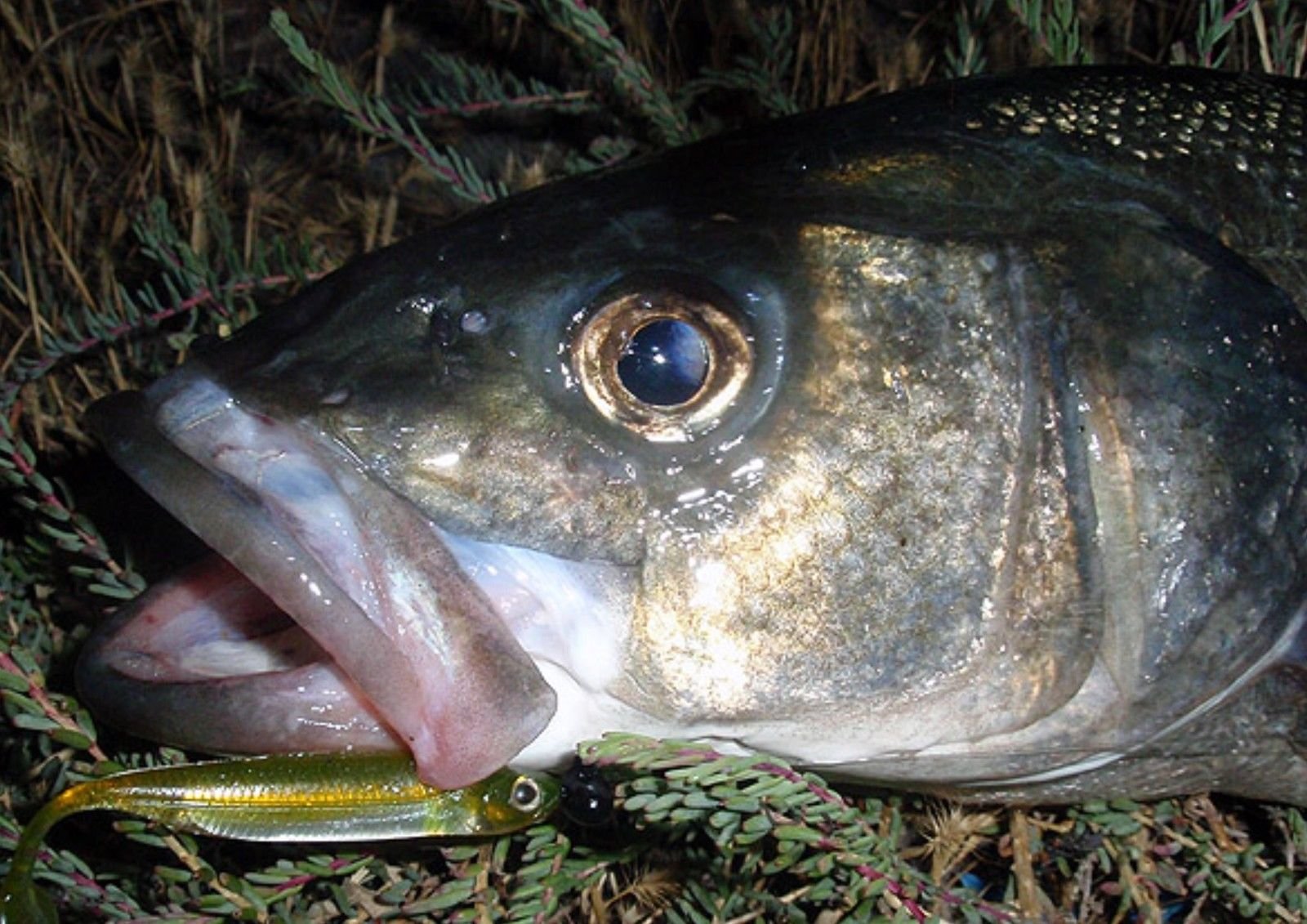 Flush-J 2 Lure