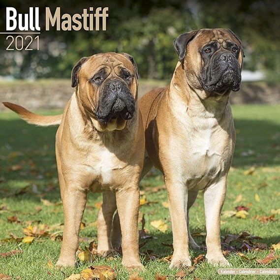 bullmastiff x irish wolfhound