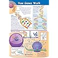 NewPath Learning How Genes Work Poster - Laminated, Full-Color, 23" x 35"